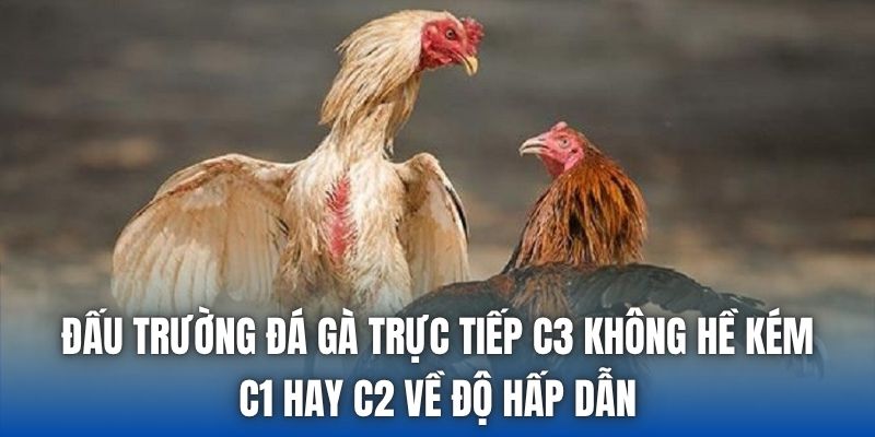 Đấu trường đá gà trực tiếp C3 không hề kém C1 hay C2 về độ hấp dẫn