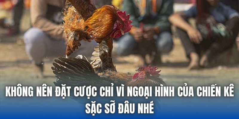 Không nên đặt cược chỉ vì ngoại hình của chiến kê sặc sỡ đâu nhé